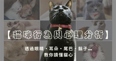 貓代表什麼|附圖【貓咪行為與心理分析】透過眼睛、耳朵、尾巴、。